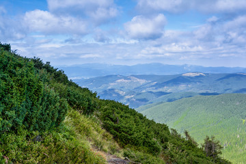 Fototapeta na wymiar Carpathian Mountains, coniferous forest.