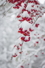 Schneebedecktes Herbstlaub