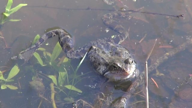Marsh frog in spring