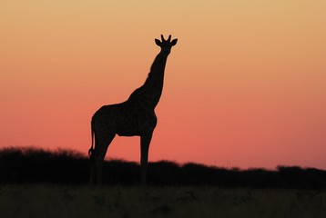 Fototapeta na wymiar Giraffe Background - African Wildlife - Pink Skies of Wonder