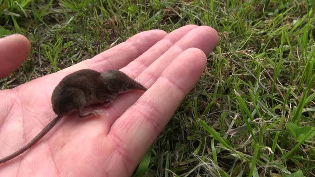Shrew Sorex araneus sitting on hand and running away in the meadow