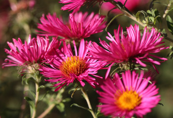 Obraz premium Pink aster in the flowerbed