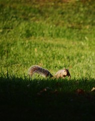 Squirrel