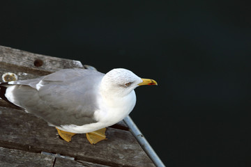 Seagull standing on the dock by the water
