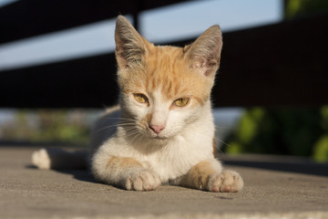 Beautiful kitty sunbathing on balcony