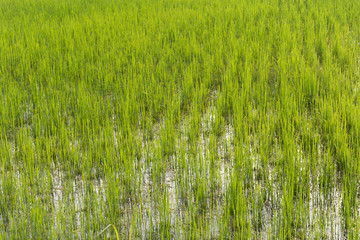 sapling rice, rice field in rural, thailand.