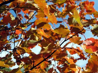 Feuilles d'érable en automne
