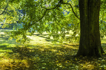 Schattenspiel unter den Laubbäumen im goldenen Oktober