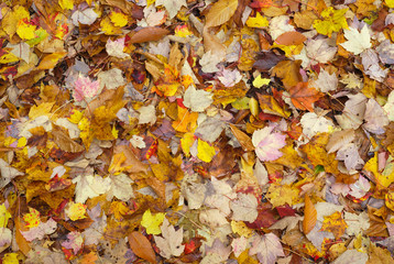 autumn leaves fall color background texture pattern
