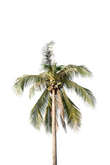 Fototapeta na wymiar coconut trees isolated on white background