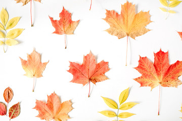 red autumn maple leaf pattern on white background. flat lay, top view. autumn wallpaper