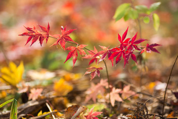 紅葉