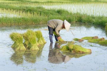 Thai farmer transplant rice seedlings in rice field farmland