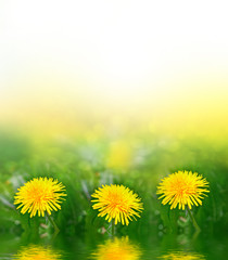 Fototapeta premium Fluffy dandelion flower against the background of the summer lan