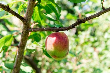 Sweet juicy nectarine on a tree. Harvesting nectarine. Gardening.