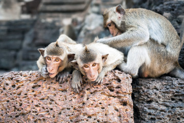 Long tailed macaque monkeys relaxing at Prang Sam Yot temple ruins. Lopburi, Thailand travel destinations