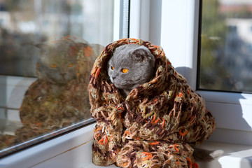 cat sitting on a window in a scarf and looks into the distance