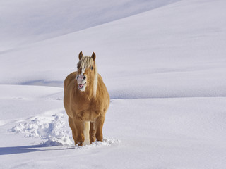 haflinger  horse neighs  in mountain  meadows full of snow