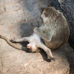 Long tailed macaque monkeys relaxing at Prang Sam Yot temple ruins. Lopburi, Thailand travel destinations