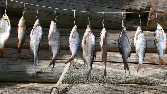 Freshwater fish perch and rudd sun-dried in the open air