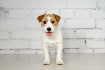 Cute Jack Russel with tongue out