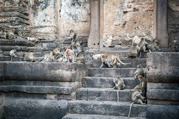 Fototapeta na wymiar Long tailed macaque monkeys relaxing at Prang Sam Yot temple ruins. Lopburi, Thailand travel destinations