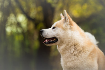 Profile of Akita Inu dog