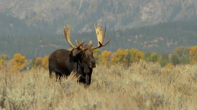 Large bull moose in tall grass