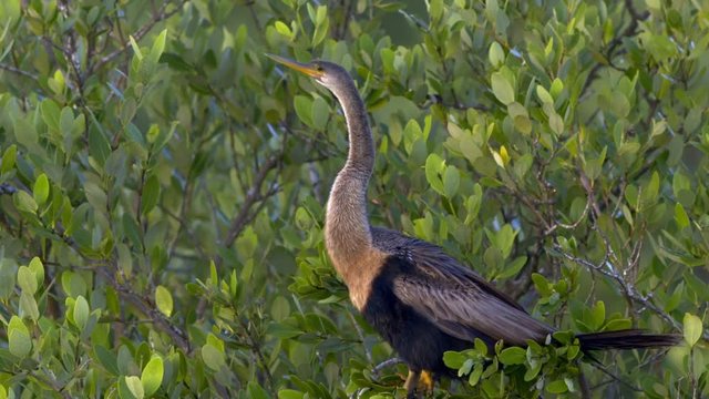 Close up of anhinga perching on branch in Everglades