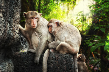 Monkeys relaxing at ancient temple ruins in tropical rainforest. Mysterious wildlife of amazing jungles