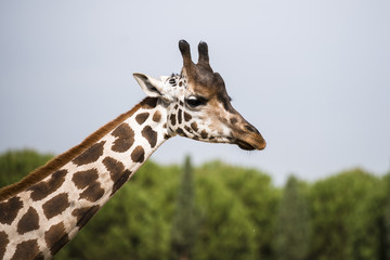 Giraffe in a national park.