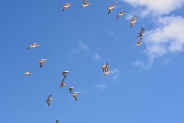 Pelicans in Fighter Formation