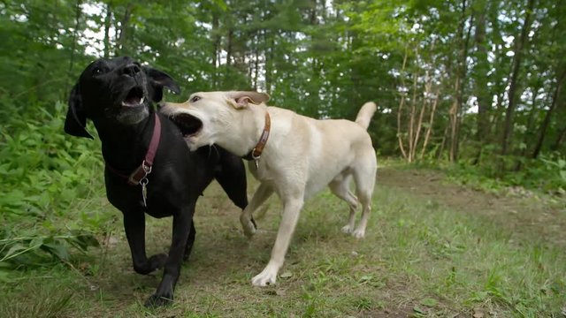 Slow motion of Labradors playing in the forest