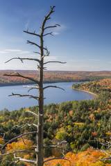 Dead Pine and Lake Surrounded by Fall Foliage - Ontario