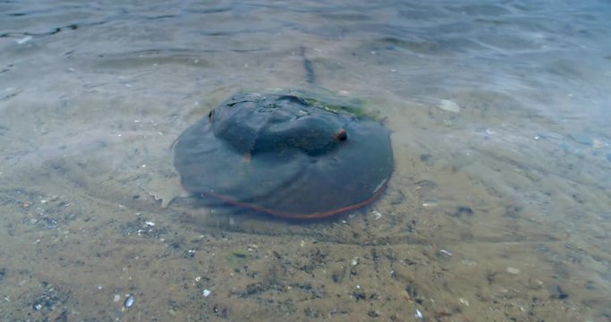 Close up of horseshoe crab in water