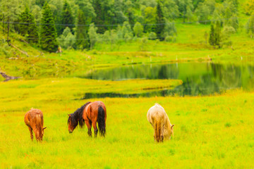Naklejka premium Horse on pasture.