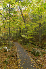 Obraz premium Boardwalk in a Fall Forest - Ontario, Canada