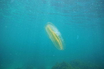 Comb jelly hovering in open water.