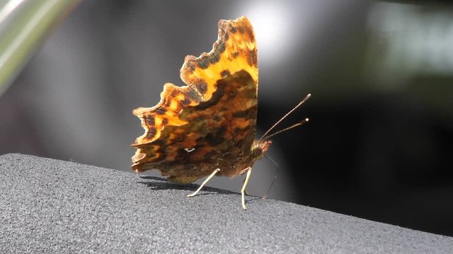 Comma (Polygonia c-album) sucks minerals from the handle of a bicycle