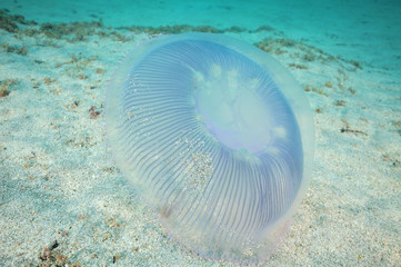 Obraz premium Aequorea jellyfish hovering just right above sandy bottom.