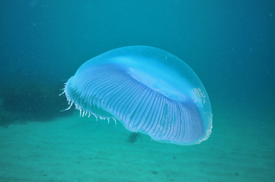 Aequorea jellyfish hovering close to sandy bottom.