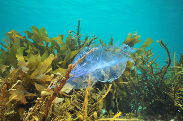 Aequorea jellyfish stuck in sea weeds..
