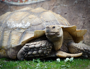 Tortoise, Cheyenne Mountain Zoo, Colorado Springs, Colorado