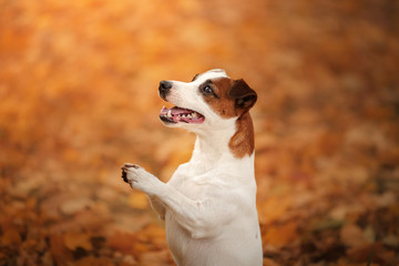 autumn mood. Jack Russell Terrier dog with leaves. gold and red color