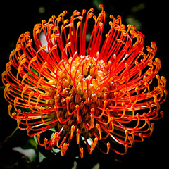 Protea Blooms, UCSC Arboretum, Santa Cruz, California