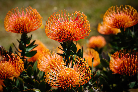 Protea Blooms, UCSC Arboretum, Santa Cruz, California