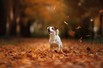 Herbststimmung. Jack Russell Terrier-Hund mit Blättern. goldene und rote Farbe