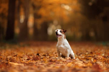 Photo sur Plexiglas Chien autumn mood. Jack Russell Terrier dog with leaves. gold and red color