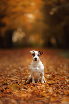 autumn mood. Jack Russell Terrier dog with leaves. gold and red color