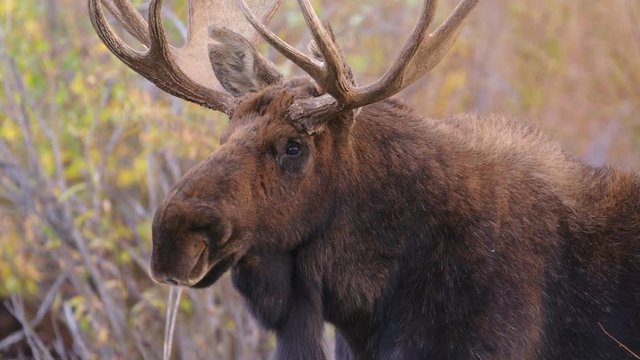 Close up of bull moose in wild